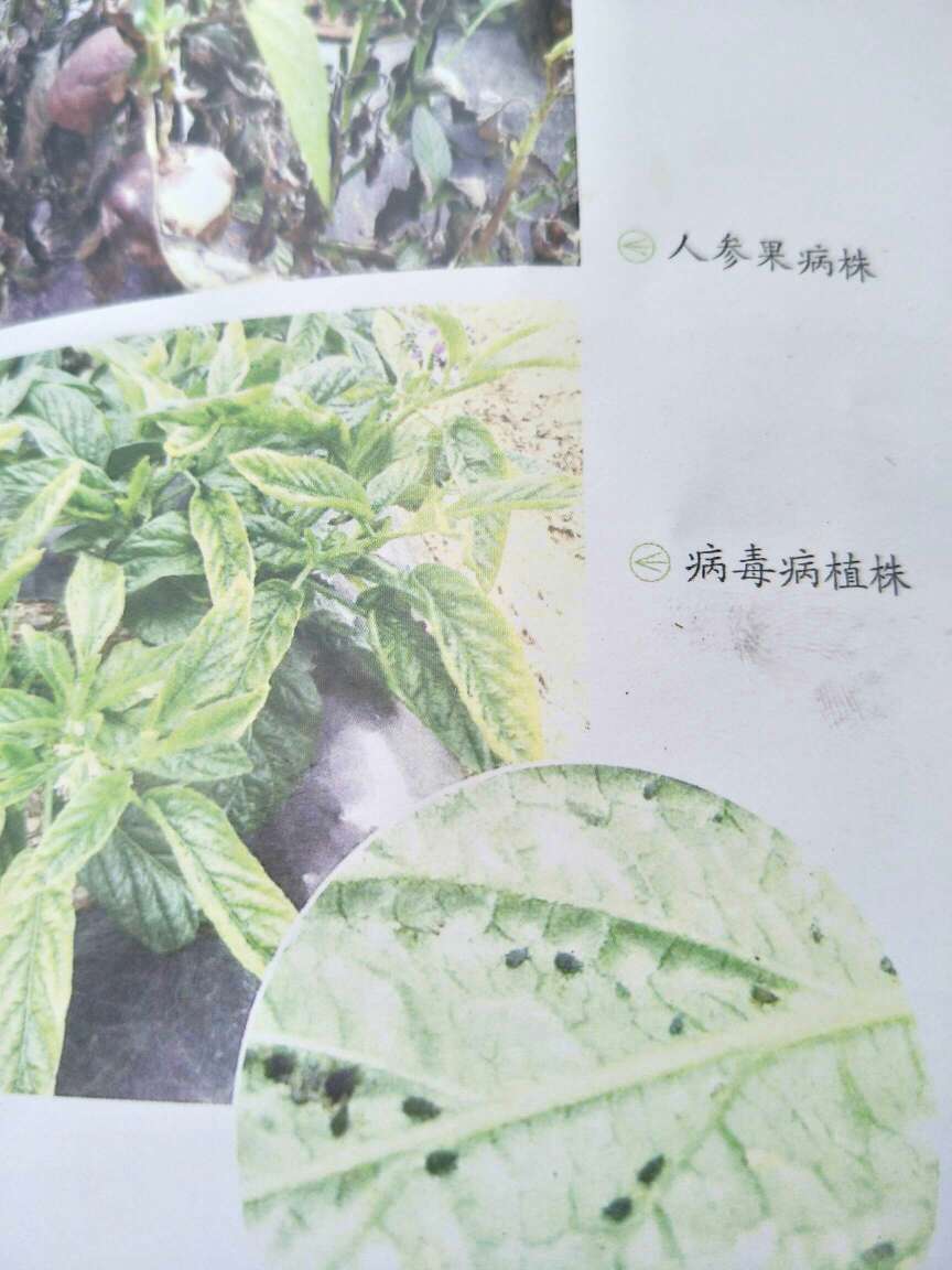 人参果病毒病