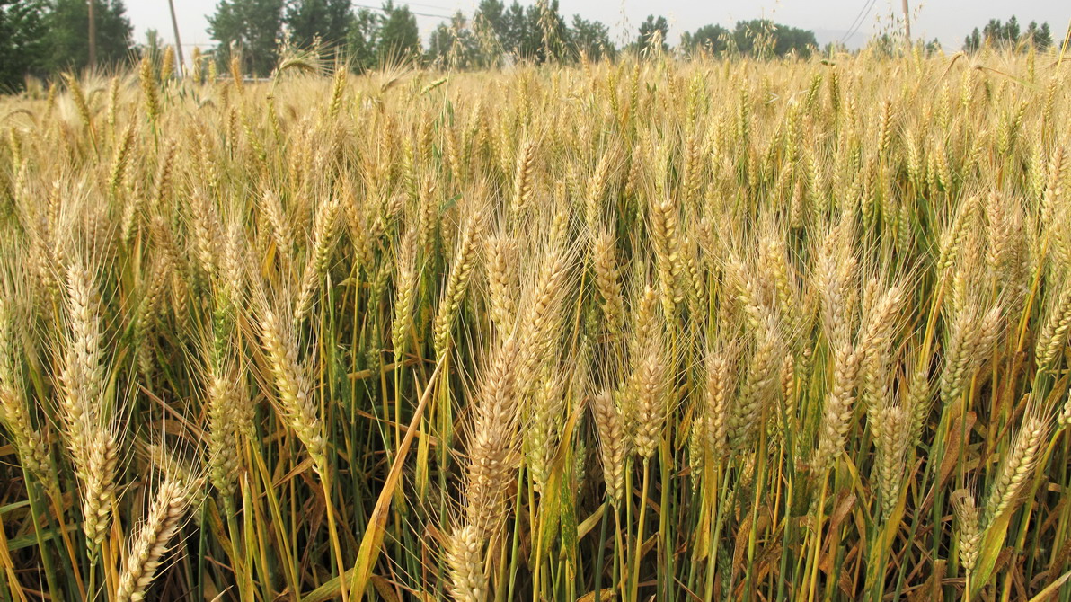 新品种冀麦765亩产75195公斤!优质专用小麦也能高产