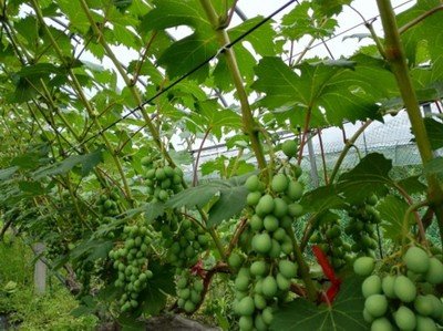 上海农科院本土选育"申华"葡萄填补品种空白 大粒无核!
