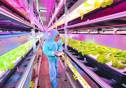 我国植物工厂迎来发展新机遇