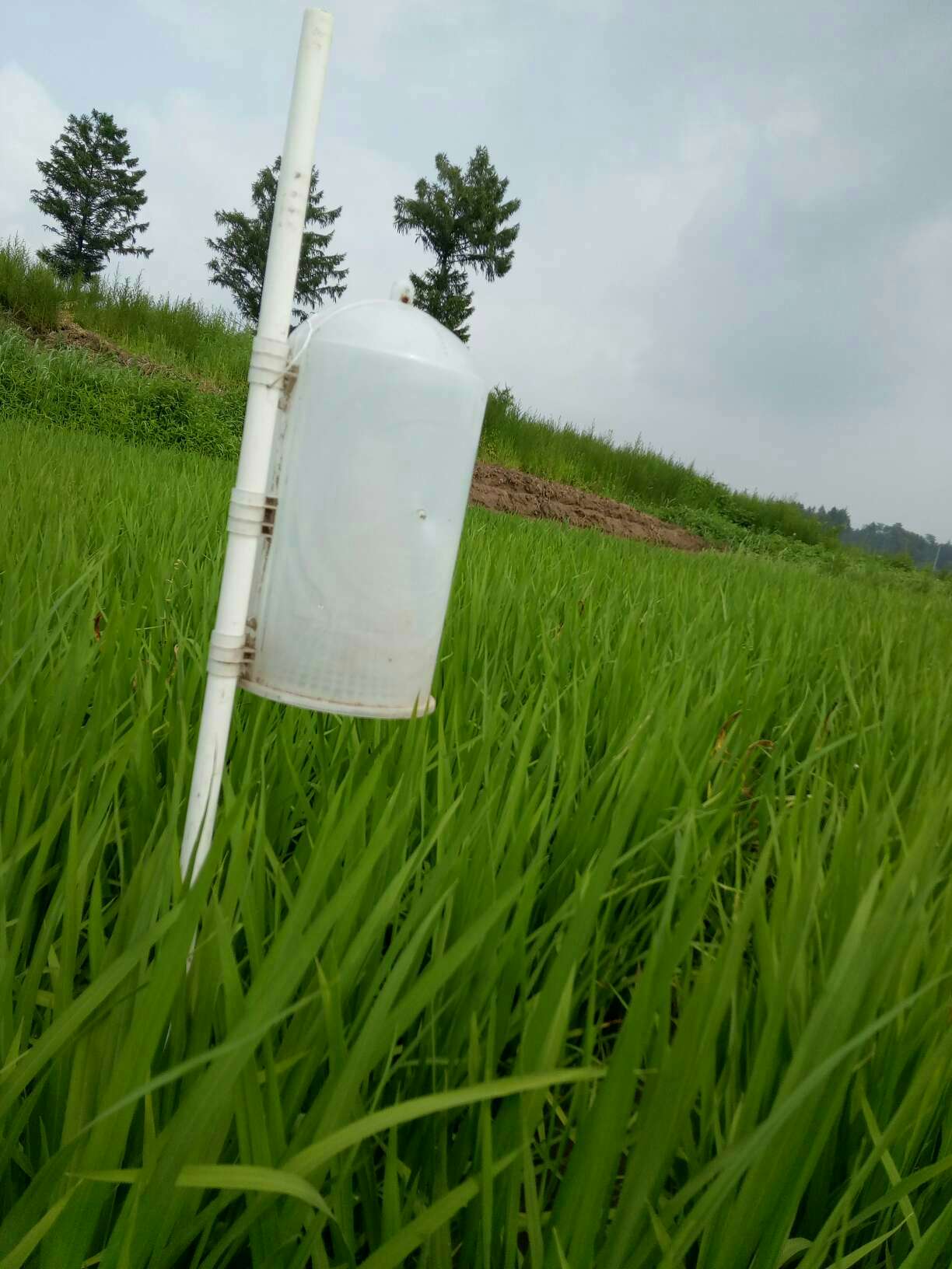 生物防治水稻二化螟的技術