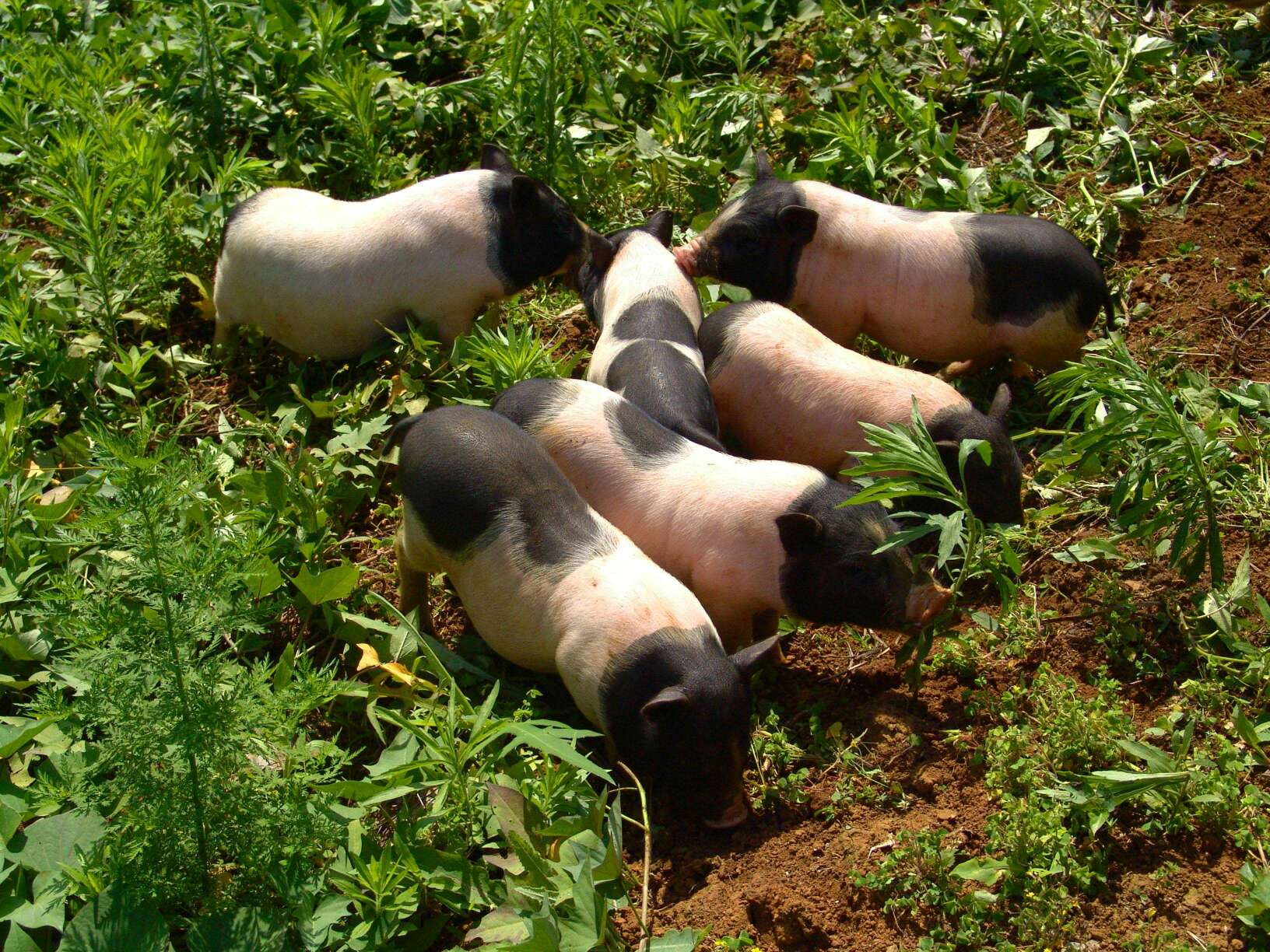 巴马香猪寿命图片