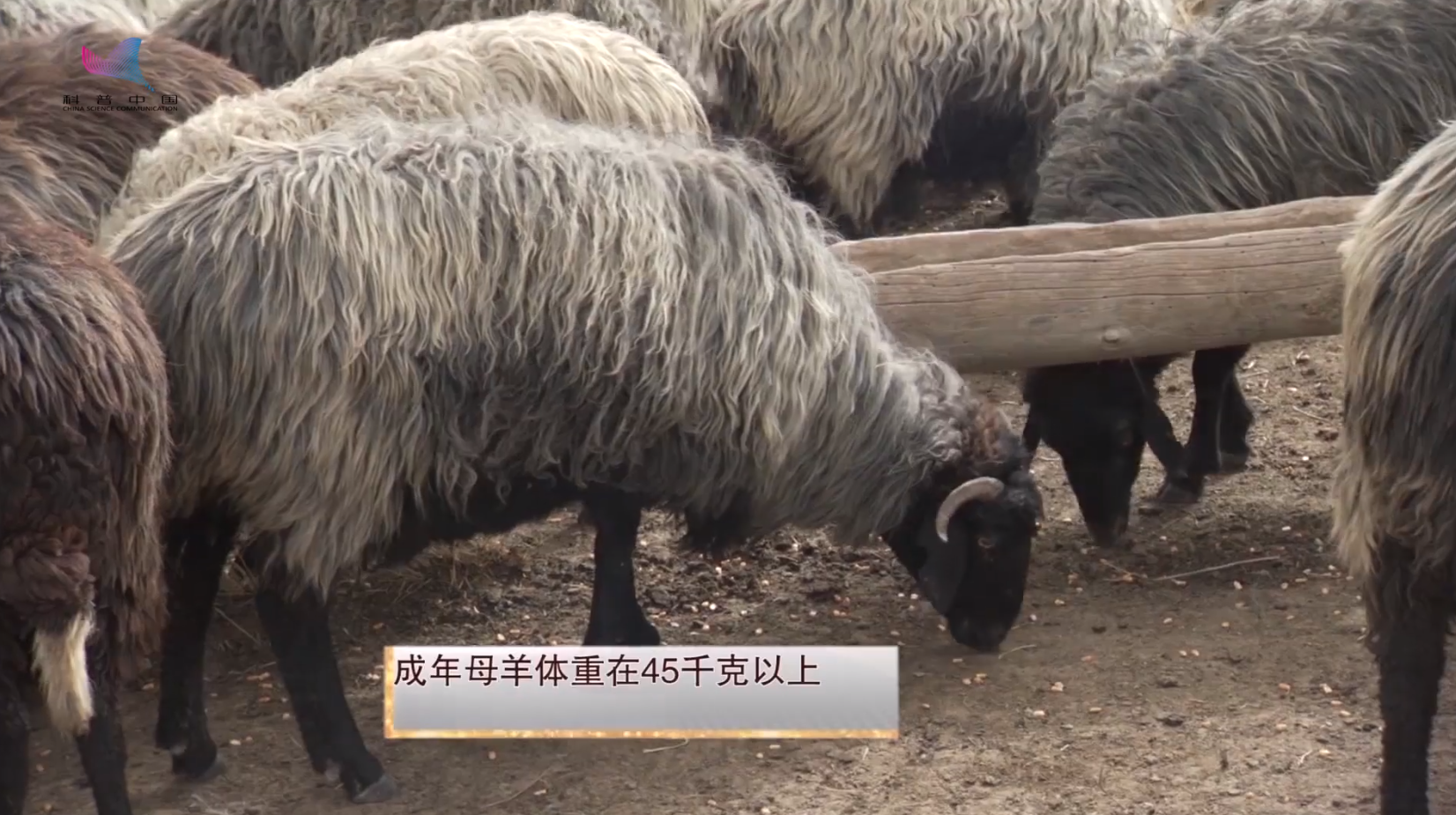 新疆卡拉库尔羊2