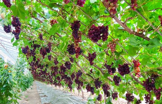奉贤五四农场葡萄采摘季拉开帷幕
